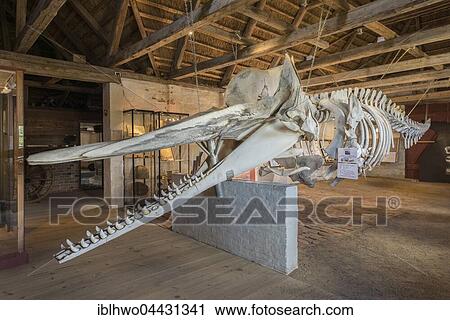 Skeleton of a sperm whale (Physeter catodon), historical farmhouse Kommandørgård, about 1748, Museum, Danish National Museum, Indoors, village Toftum, Rømø, region of Southern Denmark, Denmark, Europe View Large Photo Image Stock Image - Skeleton of a sperm whale (Physeter catodon), historical farmhouse Kommandørgård, about 1748, Museum, Danish National Museum, Indoors, village Toftum, Rømø, region of Southern Denmark, Denmark, Europe. Fotosearch
