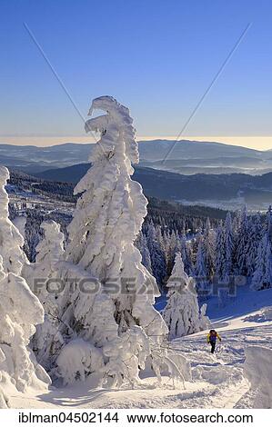 Picture - Ski tourers on Arbermandl, snowy spruces, Arber, Natural Preserve Bavarian Forest, Lower Bavaria, Bavaria, Germany, Europe. Fotosearch
