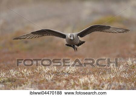 Skua (Stercorarius parasiticus), Fjell, Norway, Europe View Large Photo Image Stock Photo - Skua (Stercorarius parasiticus), Fjell, Norway, Europe. Fotosearch