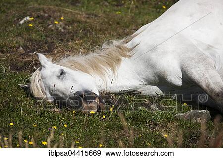 Stock Photo - Sleeping Connemara pony, Connemara, Galway, Ireland, Europe. Fotosearch