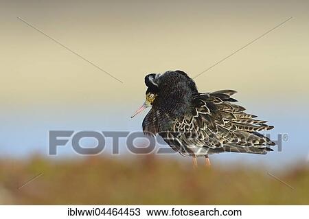 Sleeping ruff (Philomachus pugnax), displaying in nuptial plumage, Varanger Peninsula, Norway, Varanger Peninsula, Norway, Europe View Large Photo Image Stock Image - Sleeping ruff (Philomachus pugnax), displaying in nuptial plumage, Varanger Peninsula, Norway, Varanger Peninsula, Norway, Europe. Fotosearch