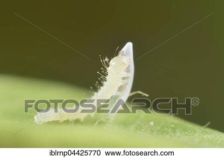 Sleepy Orange (Eurema nicippe), newly hatched caterpillar eating egg case, Texas, USA, North America View Large Photo Image Stock Image - Sleepy Orange (Eurema nicippe), newly hatched caterpillar eating egg case, Texas, USA, North America. Fotosearch