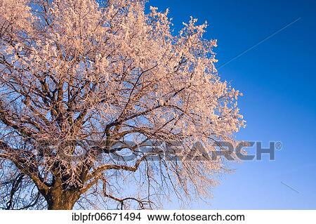 Picture - Small-leaved Lime (Tilia cordata), Lime tree Mill., Lime tree, Lime, with hoarfrost in winter, Switzerland, Europe. Fotosearch