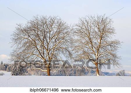 Small-leaved Lime (Tilia cordata), Lime tree Mill., Lime tree, in winter, Switzerland, Europe View Large Photo Image Stock Photograph - Small-leaved Lime (Tilia cordata), Lime tree Mill., Lime tree, in winter, Switzerland, Europe. Fotosearch