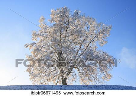 Stock Photography - Small-leaved Lime (Tilia cordata), Lime tree Mill., Lime tree, Lime, with hoarfrost in winter, Switzerland, Europe. Fotosearch