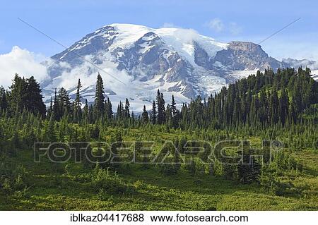 Snow-capped summit of Mount Rainier, Mount Rainier National Park, Cascade Range, Washington, Pacific Northwest, USA, North America View Large Photo Image Stock Photo - Snow-capped summit of Mount Rainier, Mount Rainier National Park, Cascade Range, Washington, Pacific Northwest, USA, North America. Fotosearch