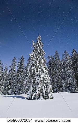 Picture - Snow-covered fir trees at night, Switzerland, Europe. Fotosearch