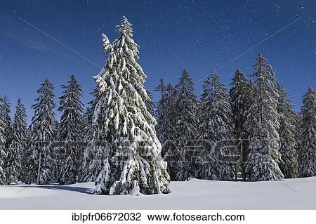 Snow-covered fir trees at night, Switzerland, Europe View Large Photo Image Stock Image - Snow-covered fir trees at night, Switzerland, Europe. Fotosearch