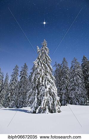 Snow-covered fir trees at night, Switzerland, Europe View Large Photo Image Stock Photography - Snow-covered fir trees at night, Switzerland, Europe. Fotosearch