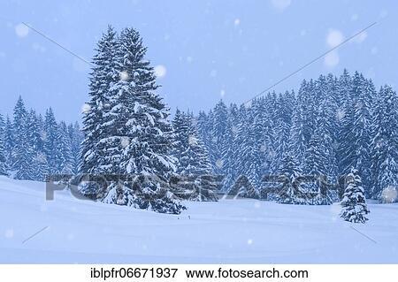 Snow-covered fir trees during snowfall, Switzerland, Europe View Large Photo Image Stock Photo - Snow-covered fir trees during snowfall, Switzerland, Europe. Fotosearch
