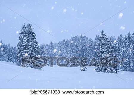 Snow-covered fir trees during snowfall, Switzerland, Europe View Large Photo Image Stock Photo - Snow-covered fir trees during snowfall, Switzerland, Europe. Fotosearch