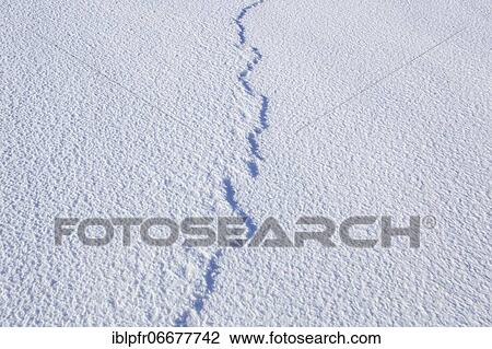 Stock Image - Snow detail, Switzerland, Europe. Fotosearch