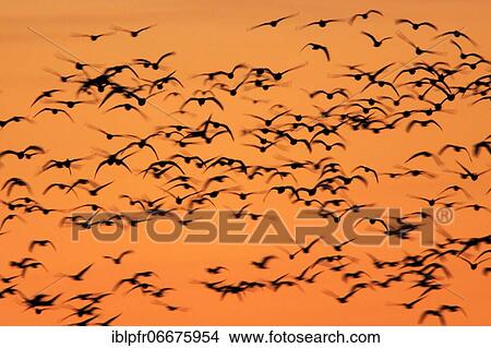 Picture - Snow goose (Anser caerulescens), Snow goose, Flock of geese in flight, Sunrise, Wintering grounds, Bosque del Apache National Wildlife Refuge, New Mexico, USA, North America. Fotosearch