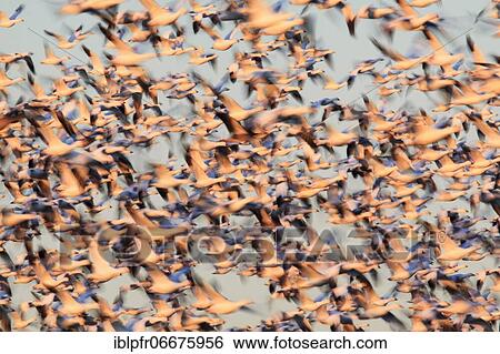 Stock Photograph - Snow goose (Anser caerulescens), Snow goose, mass in flight, many flying, wintering grounds, Bosque del Apache National Wildlife Refuge, New Mexico, USA, North America. Fotosearch