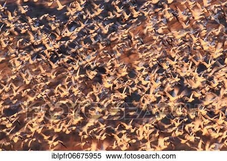 Stock Photography - Snow goose (Anser caerulescens), Snow goose, mass in flight, many flying, wintering grounds, Bosque del Apache National Wildlife Refuge, New Mexico, USA, North America. Fotosearch