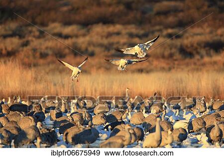 Stock Photo - Snow goose (Anser caerulescens), Sandhill crane, Grus canadensis, Canada crane, USA, North America. Fotosearch