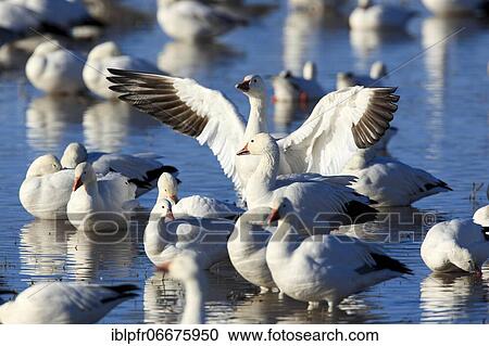 Snow goose (Anser caerulescens), USA, North America View Large Photo Image Stock Image - Snow goose (Anser caerulescens), USA, North America. Fotosearch