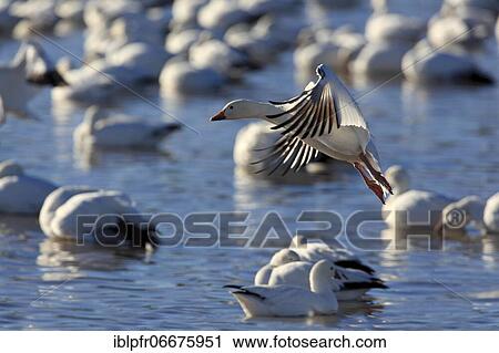 Snow goose (Anser caerulescens), USA, North America View Large Photo Image Stock Image - Snow goose (Anser caerulescens), USA, North America. Fotosearch