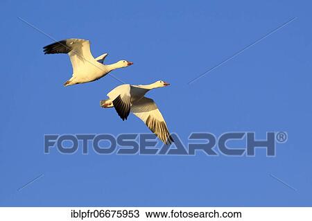 Stock Image - Snow goose (Anser caerulescens), USA, North America. Fotosearch