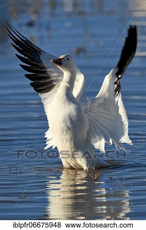 Snow goose (Anser caerulescens), USA, North America View Large Photo Image Stock Photo - Snow goose (Anser caerulescens), USA, North America. Fotosearch