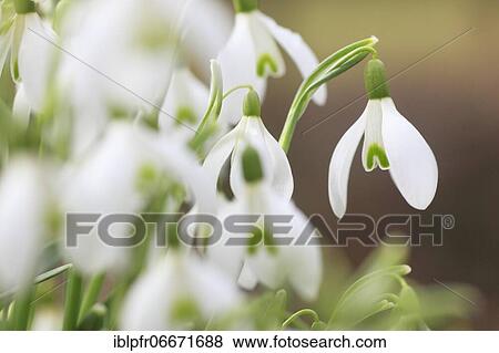 Stock Photo - Snowdrops, Switzerland, Europe. Fotosearch
