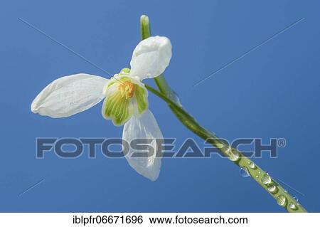 Snowdrops, Switzerland, Europe View Large Photo Image Stock Photograph - Snowdrops, Switzerland, Europe. Fotosearch