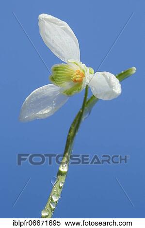 Snowdrops, Switzerland, Europe View Large Photo Image Stock Photography - Snowdrops, Switzerland, Europe. Fotosearch