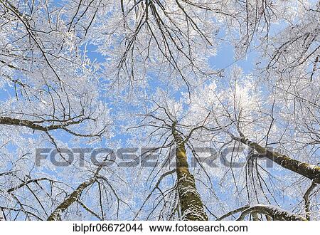 Picture - Snowy beech forest, Zurich Oberland, Switzerland, Europe. Fotosearch