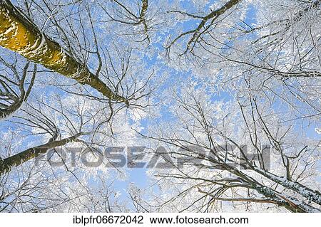 Snowy beech forest, Zurich Oberland, Switzerland, Europe View Large Photo Image Stock Image - Snowy beech forest, Zurich Oberland, Switzerland, Europe. Fotosearch