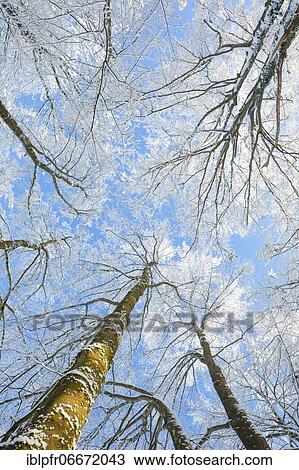 Snowy beech forest, Zurich Oberland, Switzerland, Europe View Large Photo Image Stock Image - Snowy beech forest, Zurich Oberland, Switzerland, Europe. Fotosearch