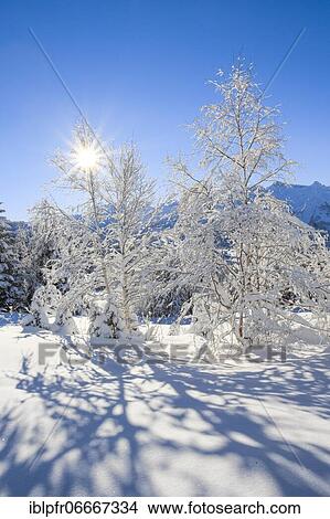 Snowy birch trees, Alps, Switzerland, Europe View Large Photo Image Picture - Snowy birch trees, Alps, Switzerland, Europe. Fotosearch