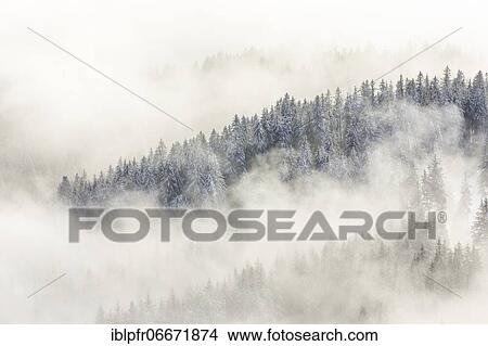 Snowy fir forest and fog, Switzerland, Europe View Large Photo Image Picture - Snowy fir forest and fog, Switzerland, Europe. Fotosearch