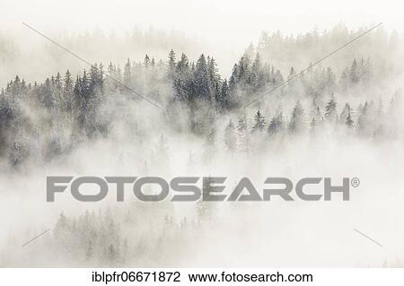 Snowy fir forest and fog, Switzerland, Europe View Large Photo Image Stock Image - Snowy fir forest and fog, Switzerland, Europe. Fotosearch
