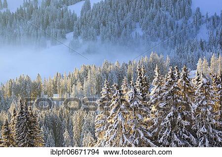 Snowy fir forest, Gurnigel, Switzerland, Europe View Large Photo Image Picture - Snowy fir forest, Gurnigel, Switzerland, Europe. Fotosearch