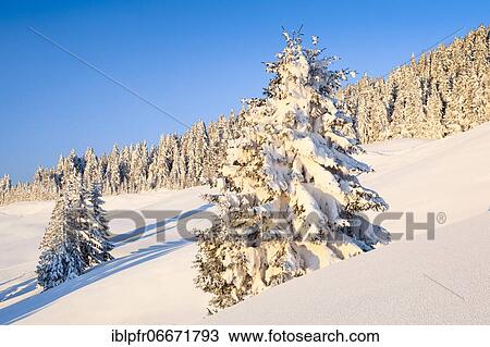 Snowy fir forest, Gurnigel, Switzerland, Europe View Large Photo Image Stock Image - Snowy fir forest, Gurnigel, Switzerland, Europe. Fotosearch