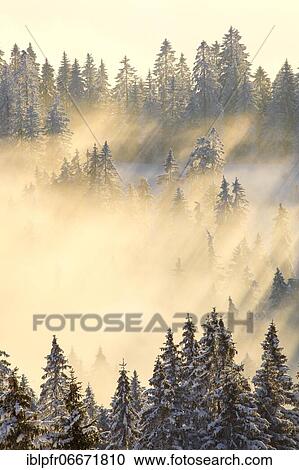 Snowy fir forest, Gurnigel, Switzerland, Europe View Large Photo Image Stock Image - Snowy fir forest, Gurnigel, Switzerland, Europe. Fotosearch