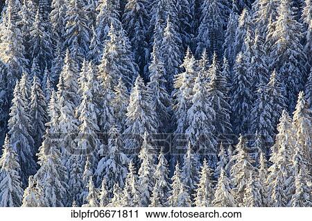 Snowy fir forest, Gurnigel, Switzerland, Europe View Large Photo Image Stock Image - Snowy fir forest, Gurnigel, Switzerland, Europe. Fotosearch