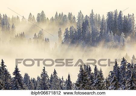 Snowy fir forest, Gurnigel, Switzerland, Europe View Large Photo Image Stock Image - Snowy fir forest, Gurnigel, Switzerland, Europe. Fotosearch
