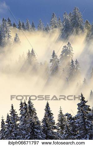 Snowy fir forest, Gurnigel, Switzerland, Europe View Large Photo Image Stock Photo - Snowy fir forest, Gurnigel, Switzerland, Europe. Fotosearch
