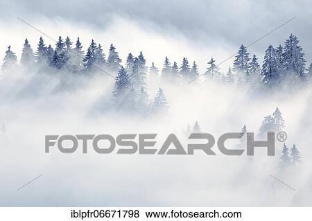 Snowy fir forest, Gurnigel, Switzerland, Europe View Large Photo Image Stock Photo - Snowy fir forest, Gurnigel, Switzerland, Europe. Fotosearch