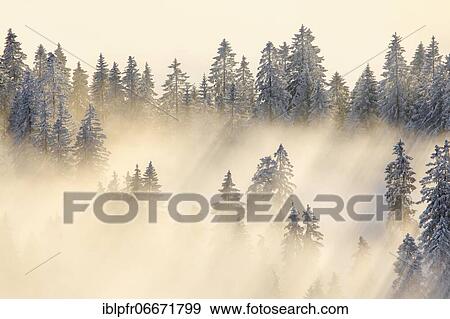 Snowy fir forest, Gurnigel, Switzerland, Europe View Large Photo Image Stock Photo - Snowy fir forest, Gurnigel, Switzerland, Europe. Fotosearch