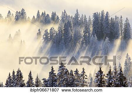 Snowy fir forest, Gurnigel, Switzerland, Europe View Large Photo Image Stock Photo - Snowy fir forest, Gurnigel, Switzerland, Europe. Fotosearch