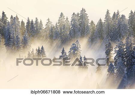 Snowy fir forest, Gurnigel, Switzerland, Europe View Large Photo Image Stock Photo - Snowy fir forest, Gurnigel, Switzerland, Europe. Fotosearch