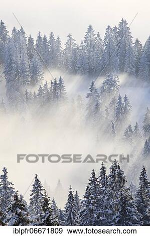 Snowy fir forest, Gurnigel, Switzerland, Europe View Large Photo Image Stock Photo - Snowy fir forest, Gurnigel, Switzerland, Europe. Fotosearch