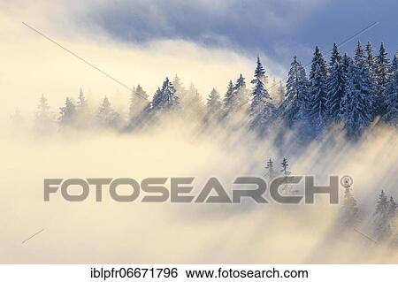 Snowy fir forest, Gurnigel, Switzerland, Europe View Large Photo Image Stock Photograph - Snowy fir forest, Gurnigel, Switzerland, Europe. Fotosearch