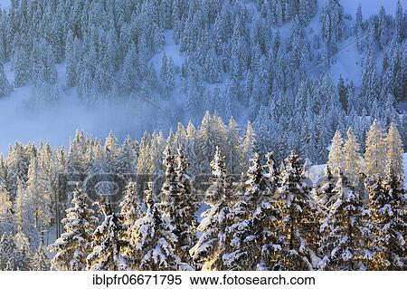 Snowy fir forest, Gurnigel, Switzerland, Europe View Large Photo Image Stock Photography - Snowy fir forest, Gurnigel, Switzerland, Europe. Fotosearch