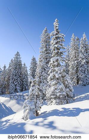 Snowy fir forest in the Swiss Alps View Large Photo Image Picture - Snowy fir forest in the Swiss Alps. Fotosearch