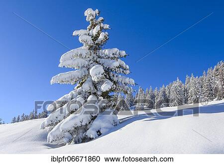 Snowy fir forest in the Swiss Alps View Large Photo Image Stock Image - Snowy fir forest in the Swiss Alps. Fotosearch