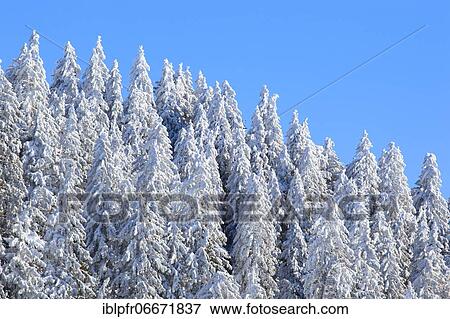 Snowy fir forest in the Swiss Alps View Large Photo Image Stock Photo - Snowy fir forest in the Swiss Alps. Fotosearch