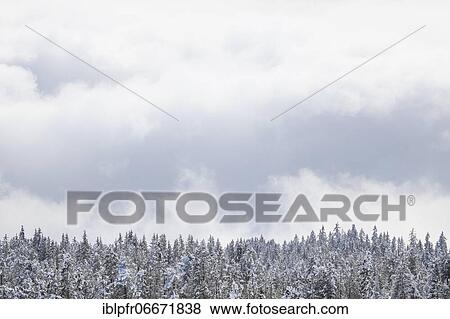 Snowy fir forest in the Swiss Alps View Large Photo Image Stock Photo - Snowy fir forest in the Swiss Alps. Fotosearch